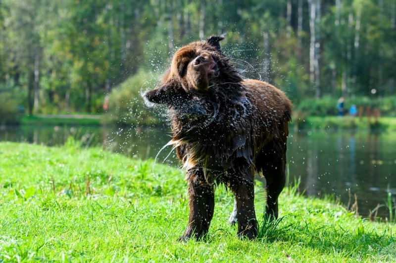 Фото: ньюфаундленд Браунблад МСК Абрамс-Стронг (Brownblood MSK Abrams-Strong)