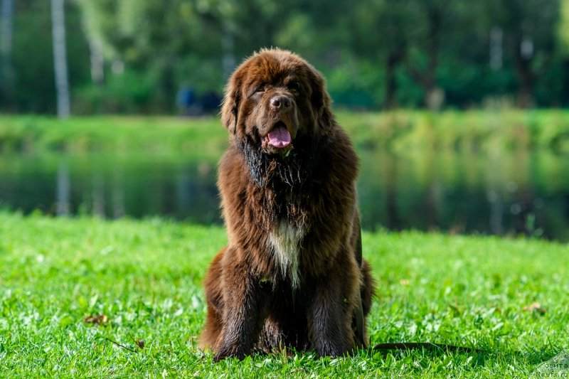 Фото: ньюфаундленд Браунблад МСК Абрамс-Стронг (Brownblood MSK Abrams-Strong)