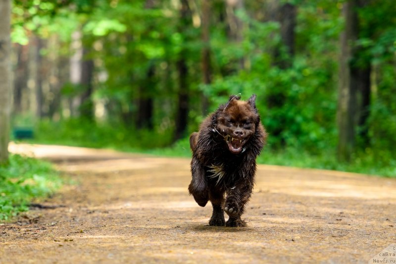 Фото: ньюфаундленд Браунблад МСК Абрамс-Стронг (Brownblood MSK Abrams-Strong)