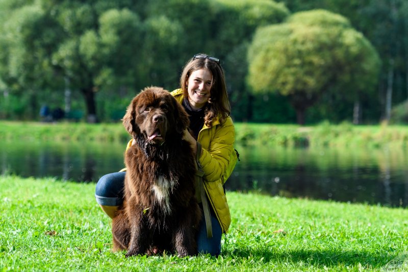 Фото: Екатерина Бабаджанянц, ньюфаундленд Браунблад МСК Абрамс-Стронг (Brownblood MSK Abrams-Strong)