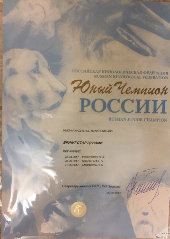 Фото: ньюфаундленд Брифт Стар Цунами