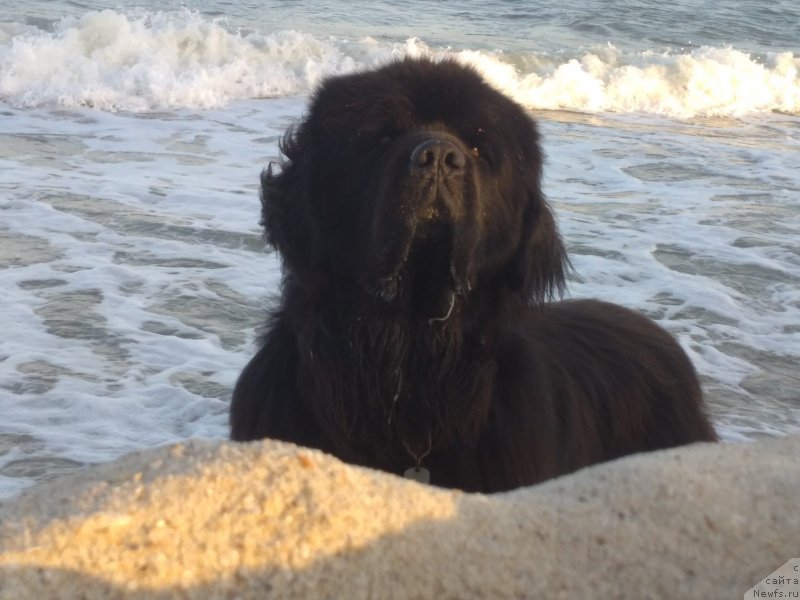 Фото: ньюфаундленд Матвей с Берега Дона (Matvey s Berega Dona)