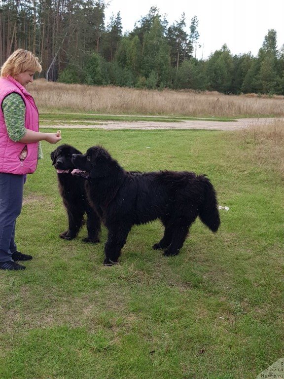 Фото: ньюфаундленд Преданный Друг