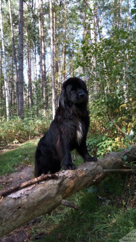 Фото: ньюфаундленд Леди Фортуна
