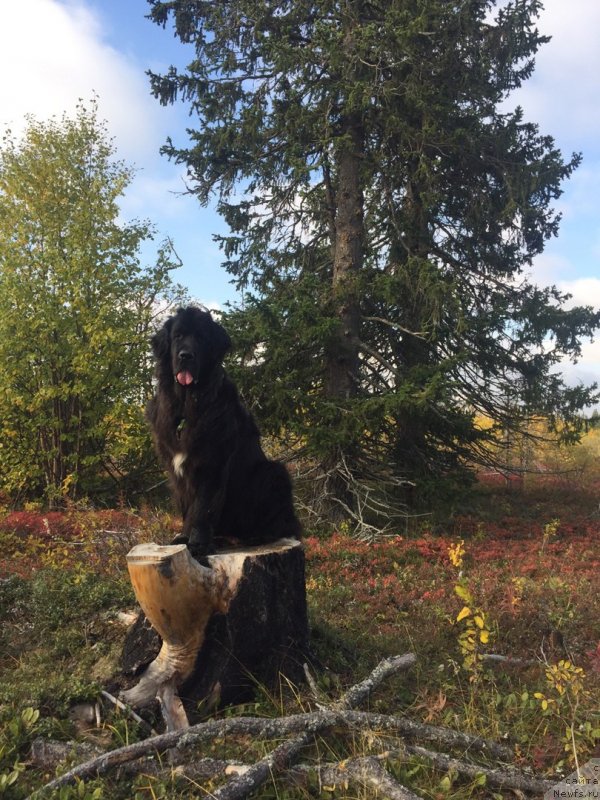Фото: ньюфаундленд Леди Фортуна