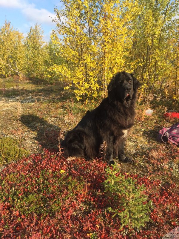 Фото: ньюфаундленд Леди Фортуна