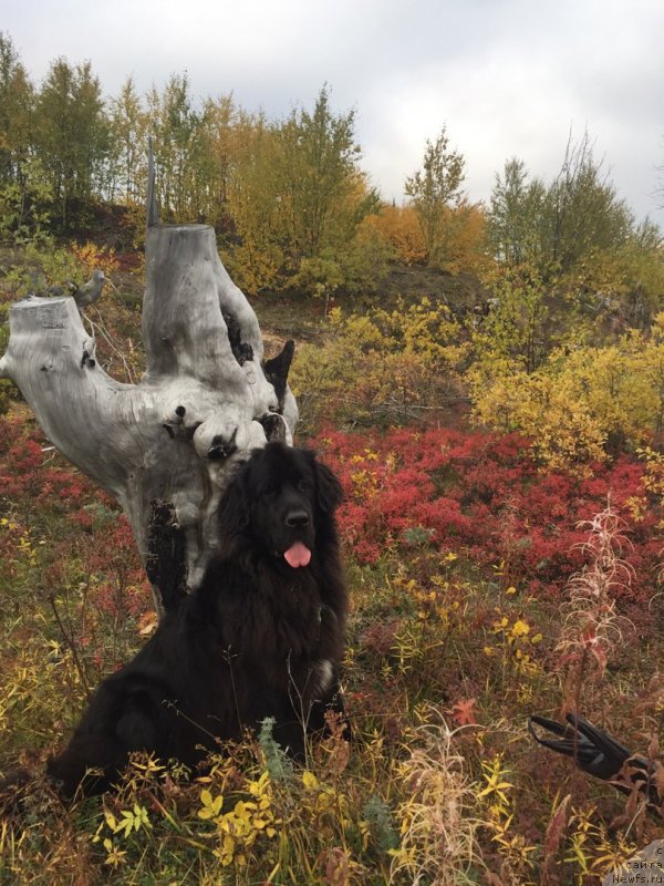 Фото: ньюфаундленд Леди Фортуна