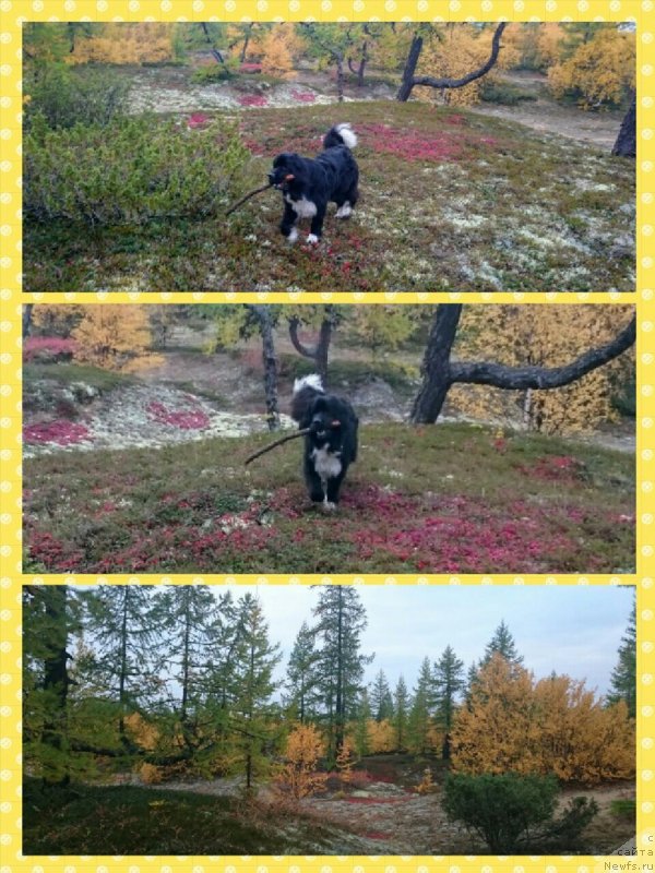 Фото: ньюфаундленд Линда Ева