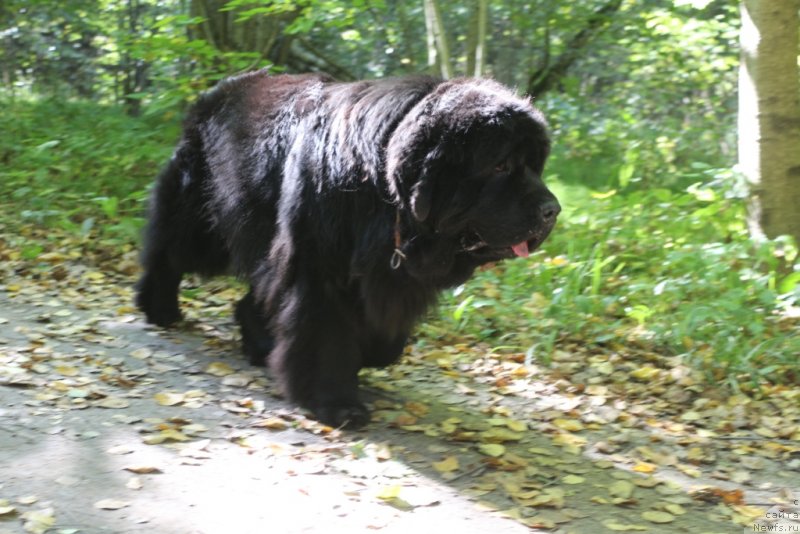 Фото: ньюфаундленд Янтарная Мечта