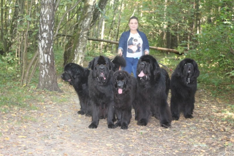 Фото: ньюфаундленд Анабелле Квин оф зэ Моунтайнс, ньюфаундленд Даймонд Кинг, Элли, ньюфаундленд King of Helluland You Shock Me, ньюфаундленд Бегущая по Волнам Зеро Коол