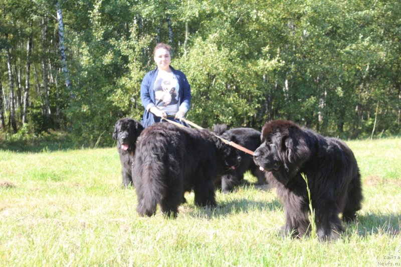 Фото: ньюфаундленд Глория Гранд Блек, ньюфаундленд Fortuna of Giant's Island, ньюфаундленд Янтарная Мечта, ньюфаундленд Neretum Tribe Xagrid, и Юля