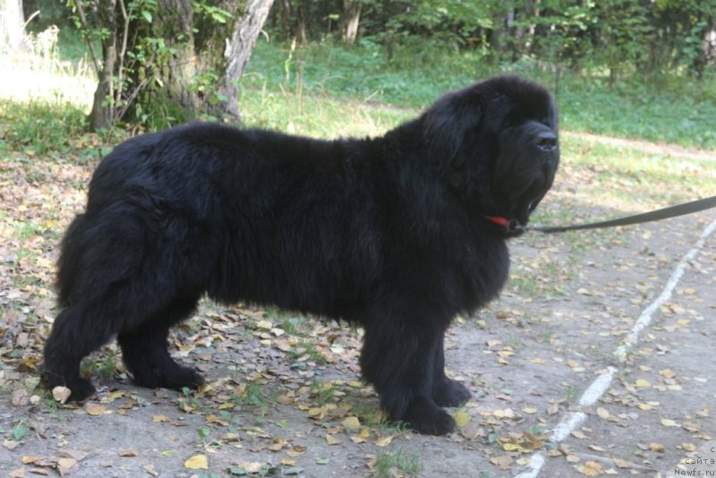 Фото: ньюфаундленд Бегущая по Волнам Зеро Коол