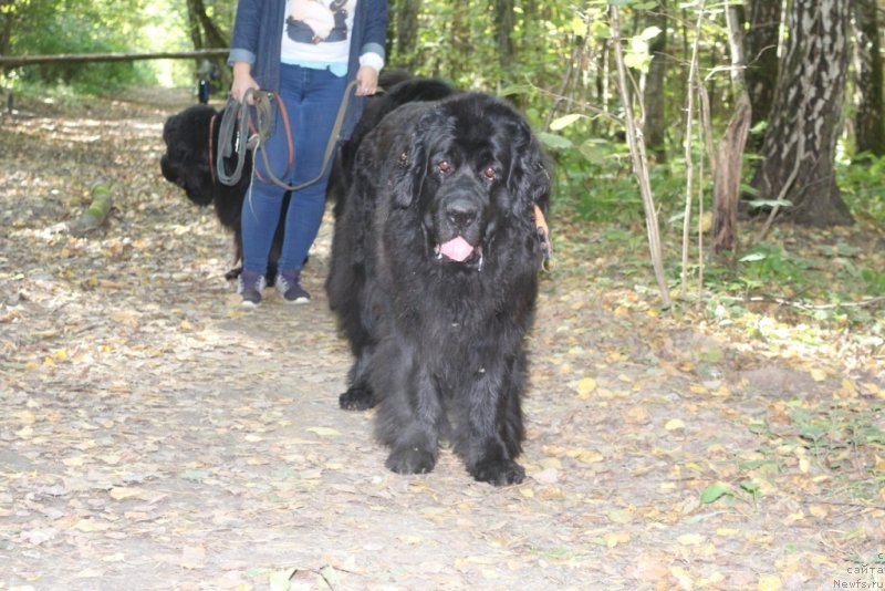 Фото: ньюфаундленд Глория Гранд Блек
