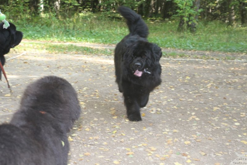 Фото: ньюфаундленд King of Helluland You Shock Me