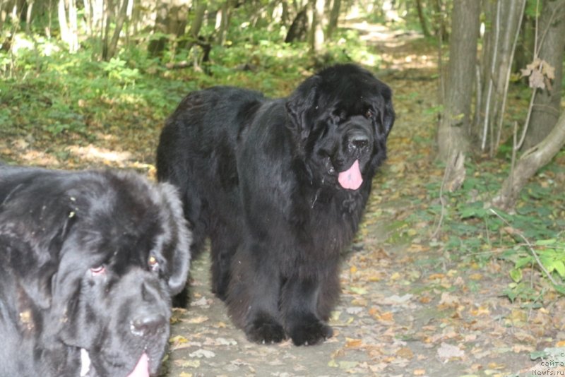 Фото: ньюфаундленд King of Helluland You Shock Me