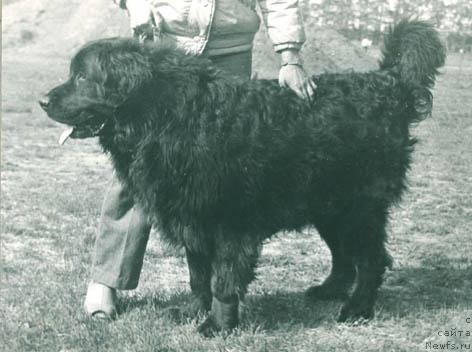 Фото: ньюфаундленд Жан Жакольд