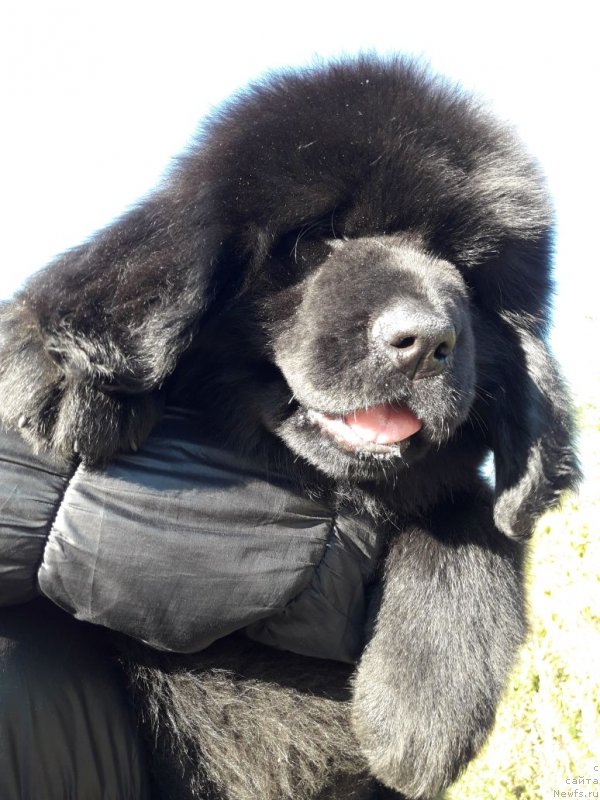 Фото: ньюфаундленд Луиза де Вильморен (Louise de Vilmorin)