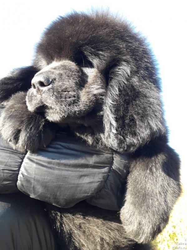 Фото: ньюфаундленд Луиза де Вильморен (Louise de Vilmorin)