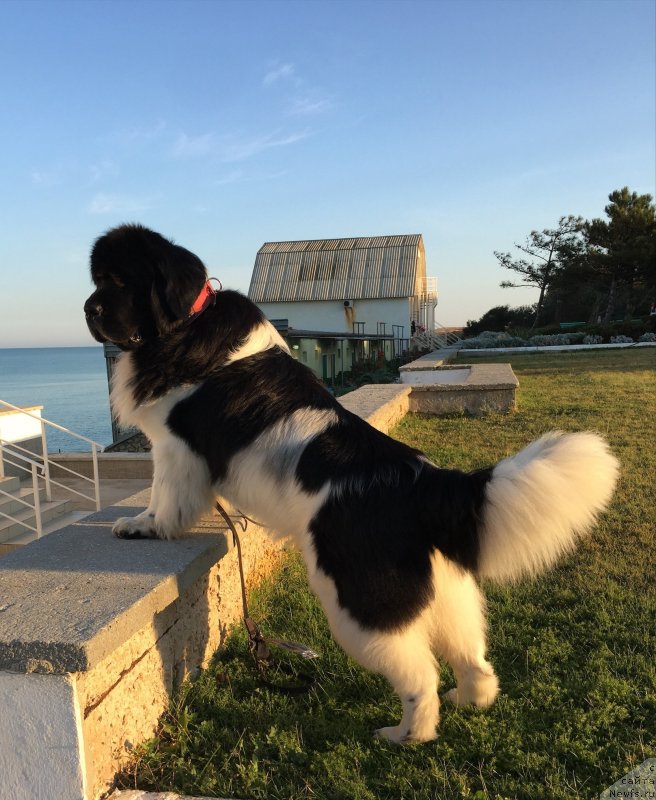 Фотография № 230217