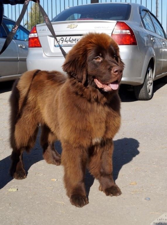 Фото: ньюфаундленд Браунблад МСК Дрими Эйн (Brownblood MSK Drimi Ein)