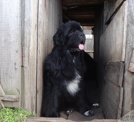 Фото: ньюфаундленд Ньюфорт Азет Абайя