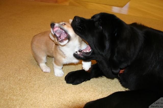 Фото: ньюфаундленд Сладкая Моя от Сибирского Медведя