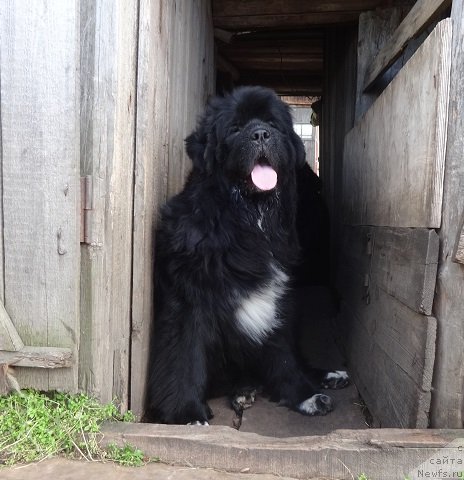 Фото: ньюфаундленд Ньюфорт Азет Абайя