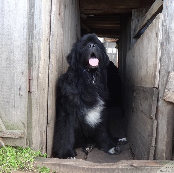 Фото: ньюфаундленд Ньюфорт Азет Абайя