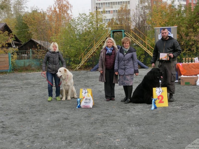 Фото: ньюфаундленд Ньюфорт Жуль Верн