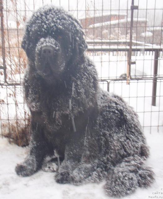 Фото: ньюфаундленд Адмирейшен Фор Ол из Медвежьего Яра (Admiration For All iz Medvejyego Yara)