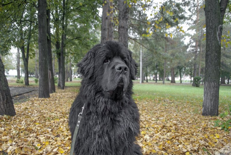 Фотография № 230277