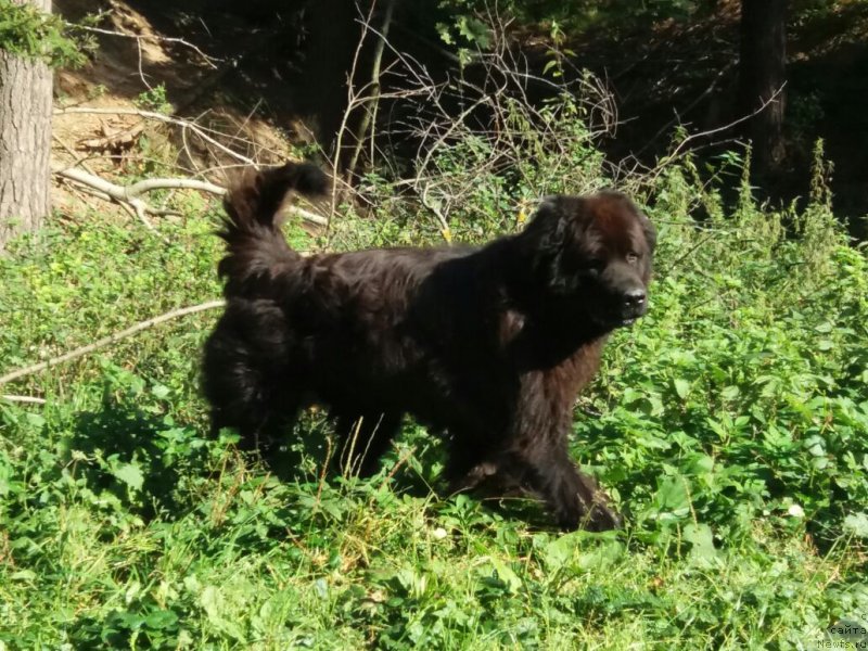 Фотография № 230286