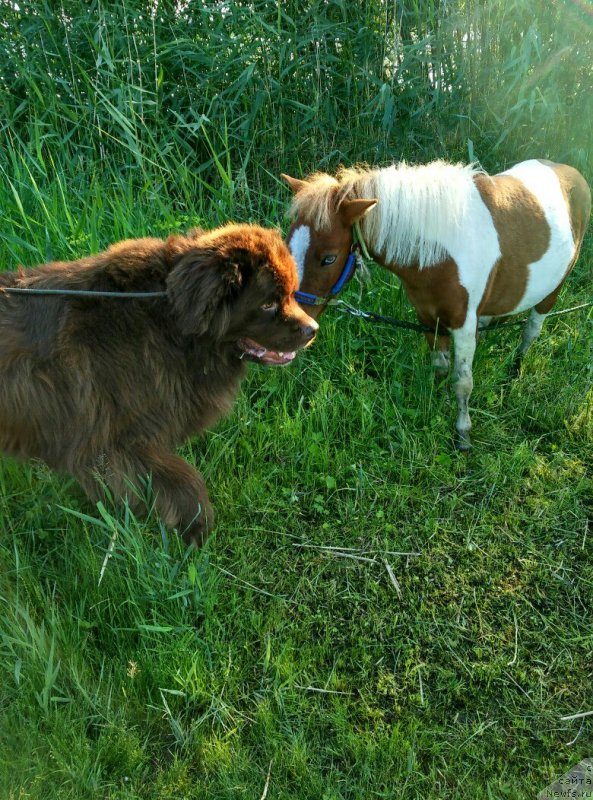 Фотография № 230295