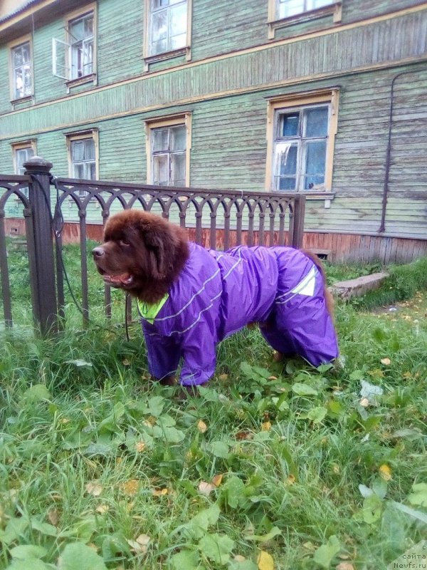 Фотография № 230296