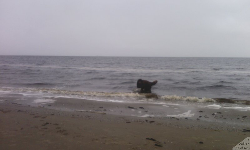 Фото: ньюфаундленд Хорунжий с Берега Дона (Horunzhy s Berega Dona)