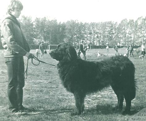 Фото: ньюфаундленд Жискар Жакольд