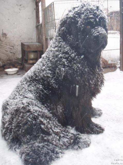 Фото: ньюфаундленд Юнспотид Хай Из Медвежьего Яра (Yunspotid Hay iz Medvejyego Yara)
