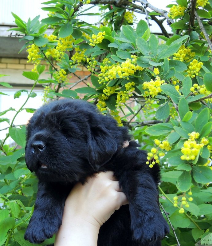 Фото: ньюфаундленд Фанньюф Балтика (Funnewf Baltica)