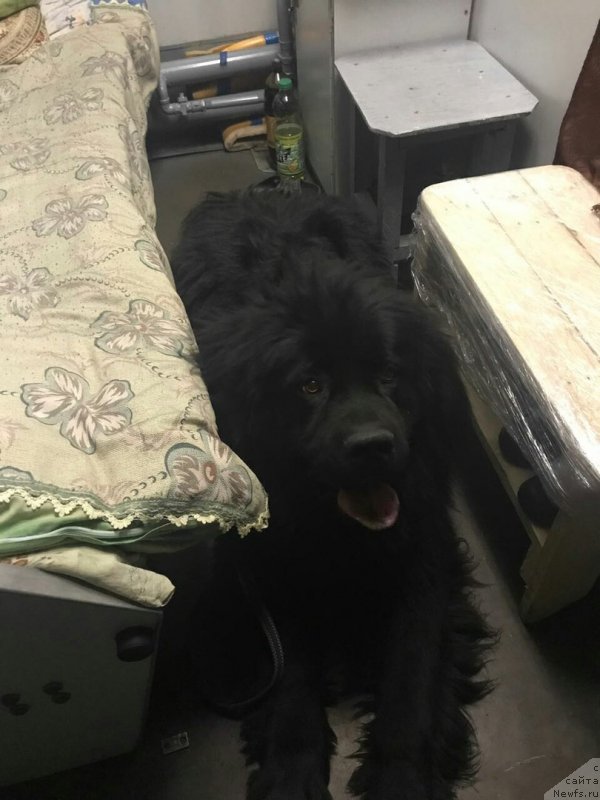 Фото: ньюфаундленд Прекрасный Принц из Коврова