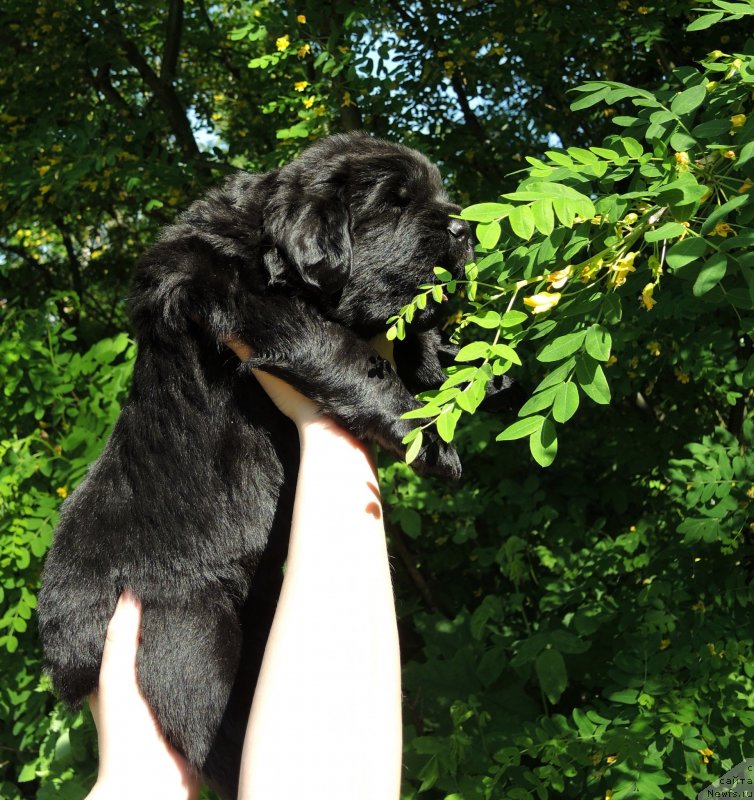 Фото: ньюфаундленд Фанньюф Балтика (Funnewf Baltica)