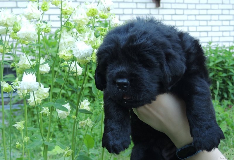 Фото: ньюфаундленд Фанньюф Балтика (Funnewf Baltica)