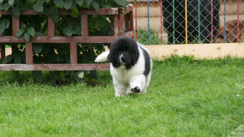 Фото: ньюфаундленд Сноу Викинг Бэмби