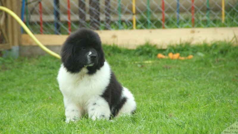 Фото: ньюфаундленд Сноу Викинг Бэмби