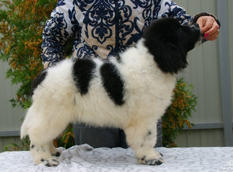 Фото: ньюфаундленд Сноу Викинг Бэмби