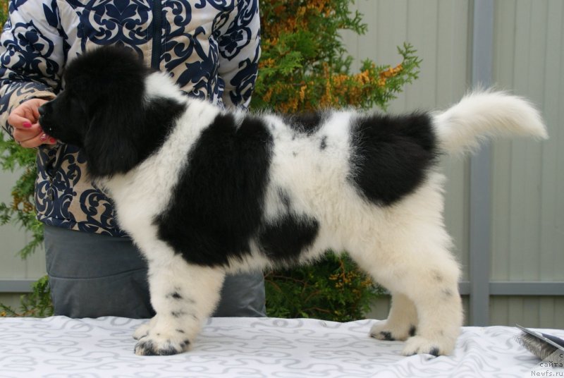 Фото: ньюфаундленд Сноу Викинг Бэмби