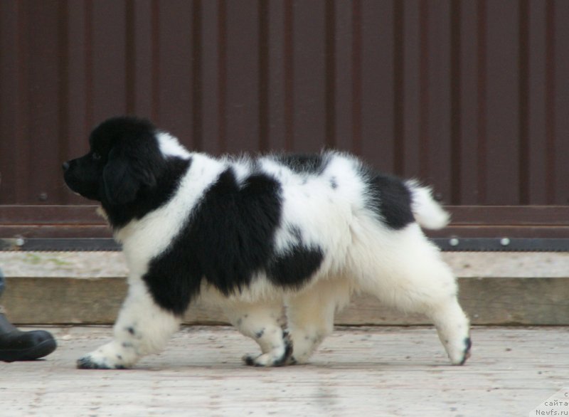Фото: ньюфаундленд Сноу Викинг Бэмби