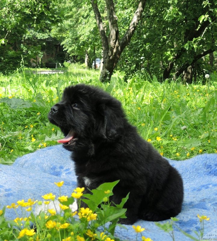 Фото: ньюфаундленд Фанньюф Балтика (Funnewf Baltica)