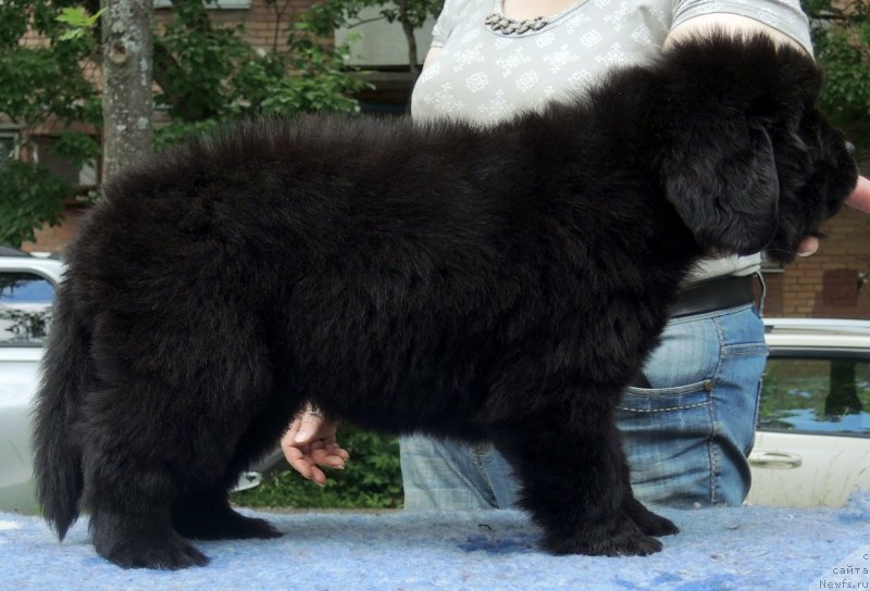 Фото: ньюфаундленд Фанньюф Балтика (Funnewf Baltica)