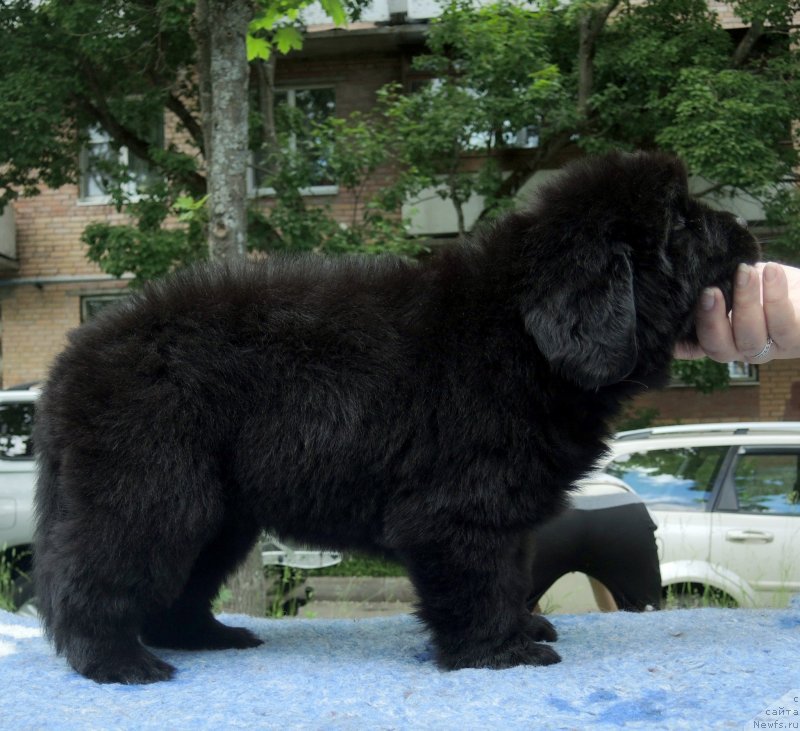 Фото: ньюфаундленд Фанньюф Балтика (Funnewf Baltica)