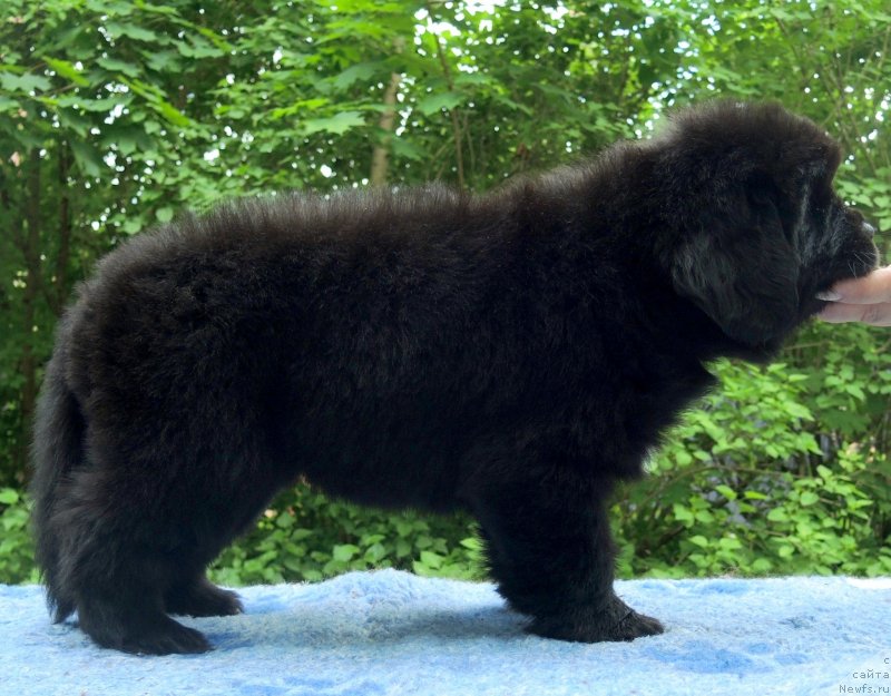 Фото: ньюфаундленд Фанньюф Балтика (Funnewf Baltica)